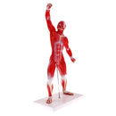 Anatomical Muscular Human Figure Model Medical Anatomy Skeleton Detail Muscle Structure