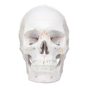 Life Size Human Anatomical Anatomy Head Skeleton Skull Teaching Medical Model Precise