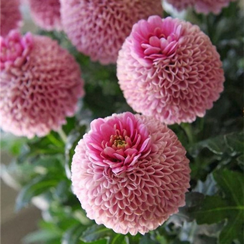 Egrow 100 PCS Giant Allium Giganteum Globemaster Beautiful Flower Seeds Garden Plant Seed