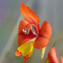 Egrow 100 PCS Gladiolus Flower Seeds Rare Sword Lily Flowers Courtyard Garden Potted Plant