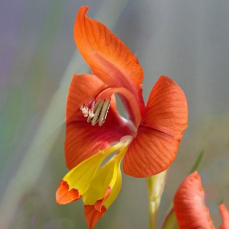 Egrow 100 PCS Gladiolus Flower Seeds Rare Sword Lily Flowers Courtyard Garden Potted Plant