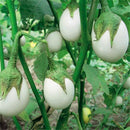 Egrow 100 Pcs/Pack Tomato Seeds White Tomato Organic Bonsai Home Vegetable Seeds Small Middle Large