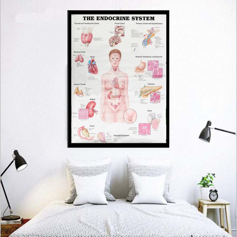 60x80cm The Endocrine System Poster Anatomical Chart Woman Body Educational Medical