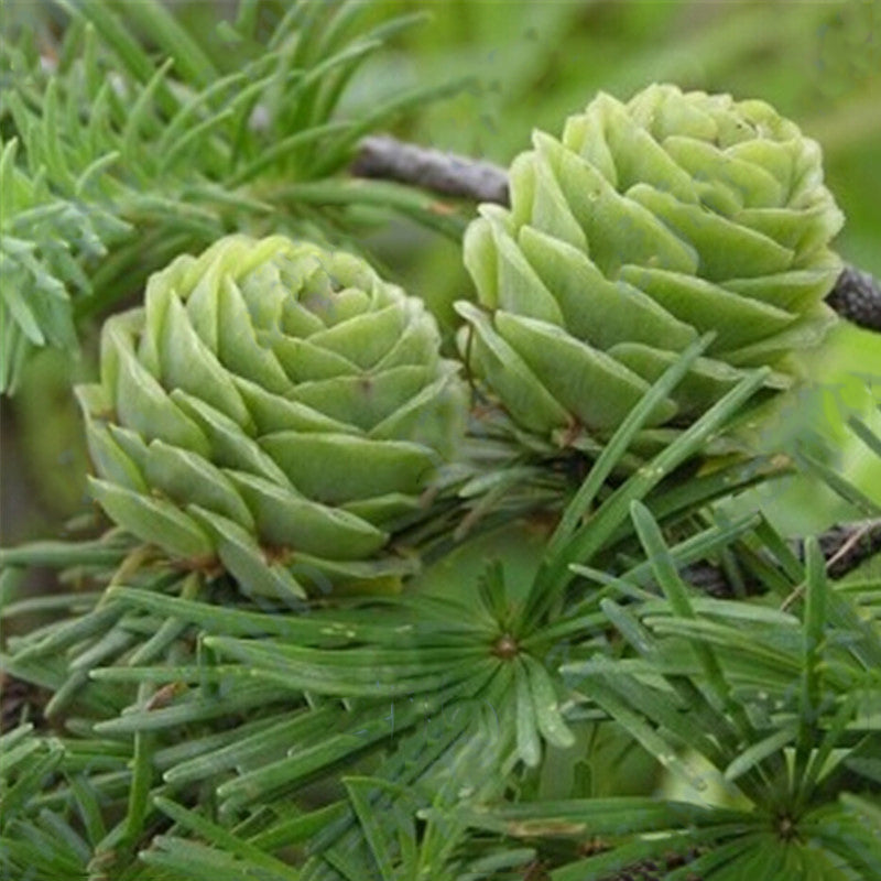 Egrow 50PCS/Pack Pine Seeds Bonsai Larch Pine Tree Plants For Home Garden Potted Perennial Larix Tree Plant In Flower Pot Fast Growing Tree