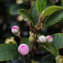 Egrow 50 Pcs/Pack Rhodomyrtus Tomentosa Seeds Rhodomyrtus Tomentosa Tree Semente Plant Rhodomyrtus Tomentosa