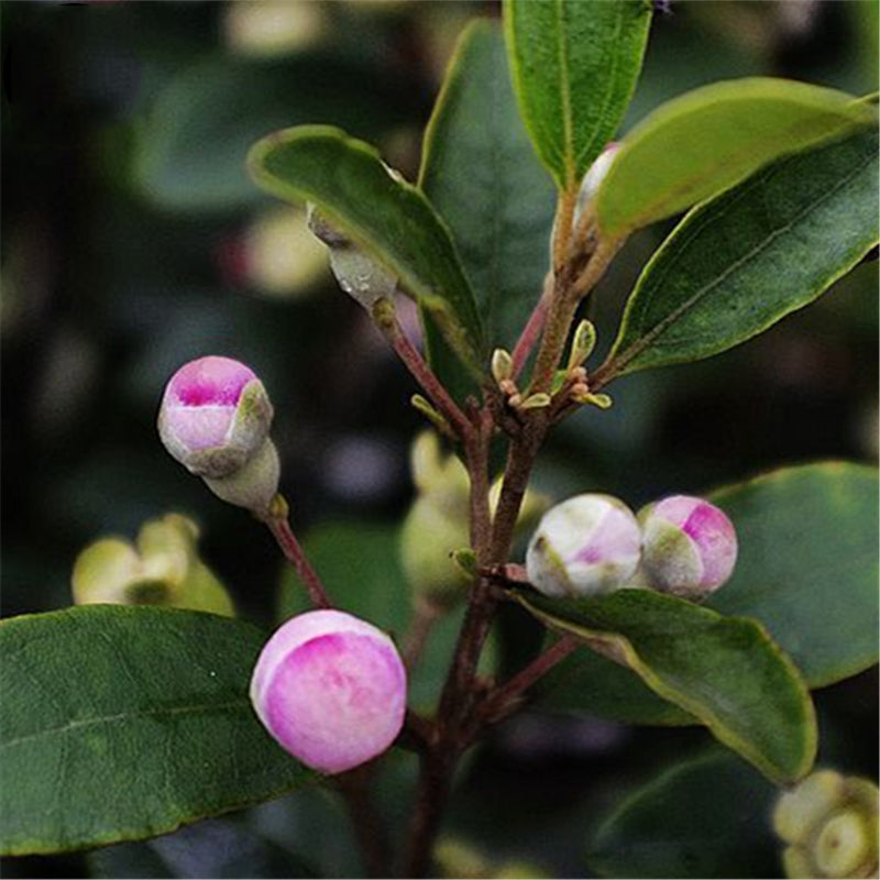 Egrow 50 Pcs/Pack Rhodomyrtus Tomentosa Seeds Rhodomyrtus Tomentosa Tree Semente Plant Rhodomyrtus Tomentosa