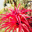 Egrow 100Pcs/Pack Tillandsia Seeds Bonsai Potted Flower Bonsai Purple Chinese Rare Bonsai Decoration For Home and Garden