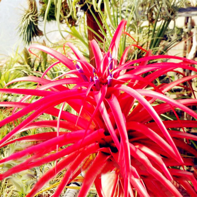 Egrow 100Pcs/Pack Tillandsia Seeds Bonsai Potted Flower Bonsai Purple Chinese Rare Bonsai Decoration For Home and Garden