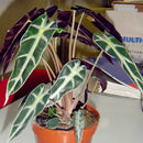 Egrow 50 Pcs/Pack Alocasia Seeds Plant Black Leaf Alocasia Bonsai Tree Indoor Ornamental Plants Home Garden Decoration