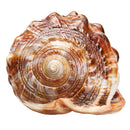 Natural Bull's mouth Helmet Conch Shell Coral Sea Snail FishTank Adorn Ornament Home Decorations