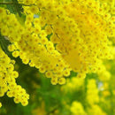 Egrow 20Pcs/Pack Golden Mimosa Seeds Garden Plants Acacia Baileyana Yellow Wattle Tree Flower Seeds
