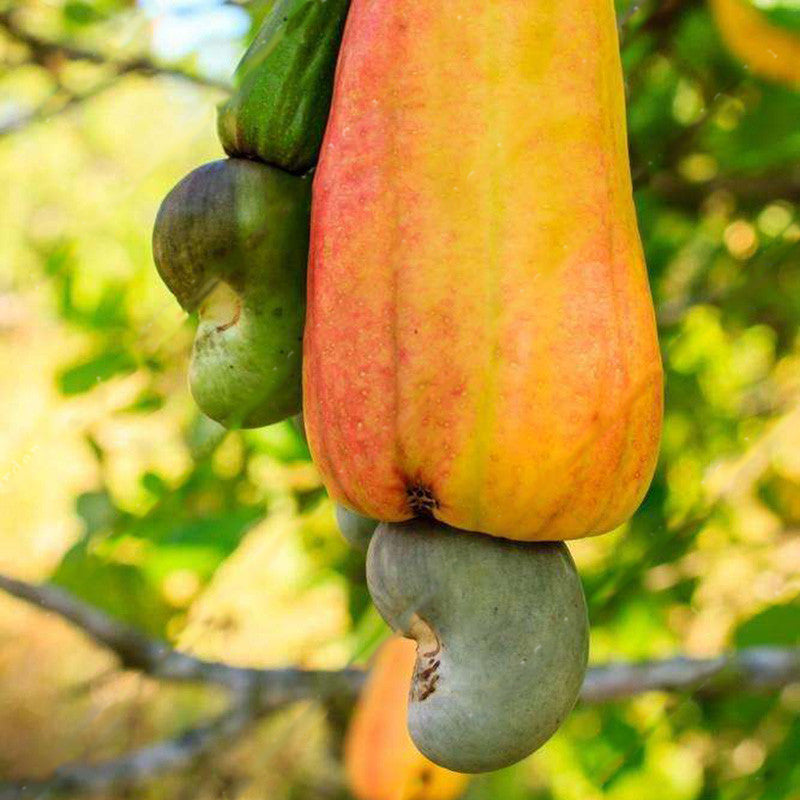 Egrow 10Pcs/Bag Cashew Nuts Seeds Cashew Nuts Tree Seeds Bonsai Flowers Plants for Hoe Garden Seeds