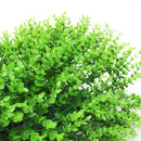 40*60cm Artificial Plant Foliage Hedge Grass Mat Greenery Panel Decorations Wall Fence