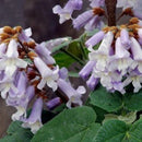 Egrow 100PCS/Pack Paulownia Elongata Seeds Forest Tree Bonsai Fast Growing Tree For Garden