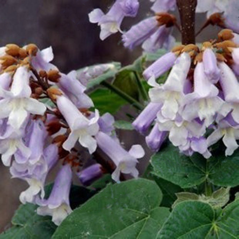 Egrow 100PCS/Pack Paulownia Elongata Seeds Forest Tree Bonsai Fast Growing Tree For Garden