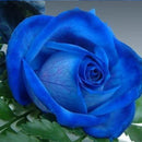 100 PCS Blue Dragon Rose Seeds Rare Beautiful Stripe Rose Bush Plant Garden
