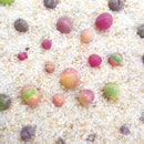 Egrow 100Pcs/Bag Succulent Plant Seeds Gibbaeum Heathii Bonsai Very Rale Succulent Bonsai Seeds