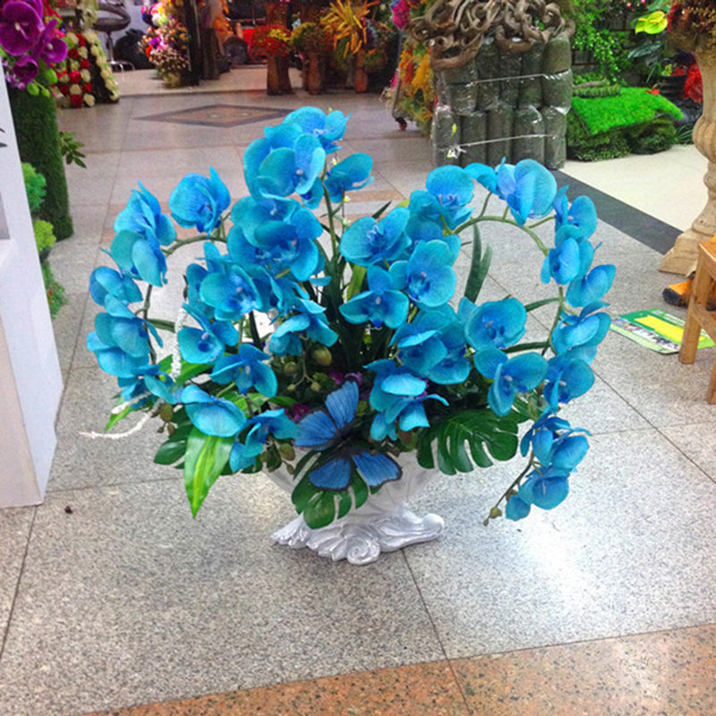 Egrow 200 PCS/Pack Rare Bonsai Flower Blue Butterfly Orchid Plant Garden Phalaenopsis Orchids Seeds
