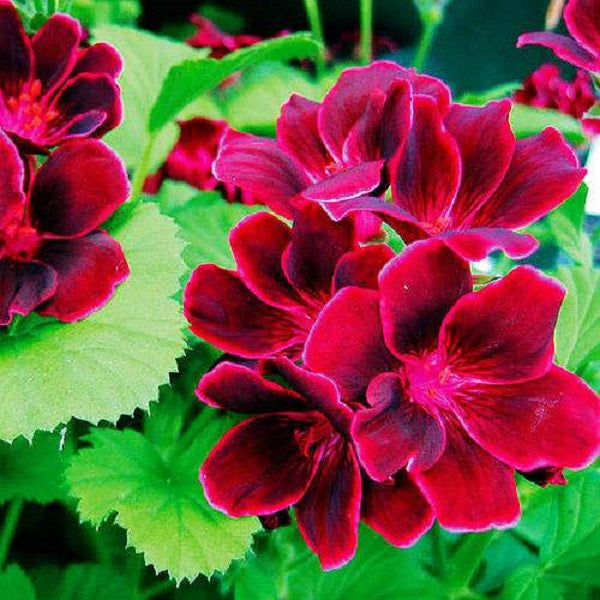 Egrow 100 Pcs/Pack Univalve Geranium Seeds Perennial Flower Pelargonium Seeds for Indoor Room