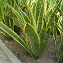 Egrow 400 PCS Garden Bonsai Sansevieria Seeds 100% Genuine Organic Blooming Flower Plant Seed