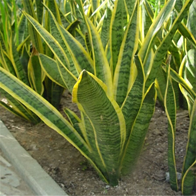 Egrow 400 PCS Garden Bonsai Sansevieria Seeds 100% Genuine Organic Blooming Flower Plant Seed