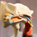 4D Vision Human Ear Anatomy Model Anatomical Medical Learn Study Equipment