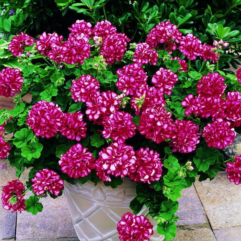 Egrow 100 Pcs/Pack Univalve Geranium Seeds Perennial Flower Pelargonium Seeds for Indoor Room