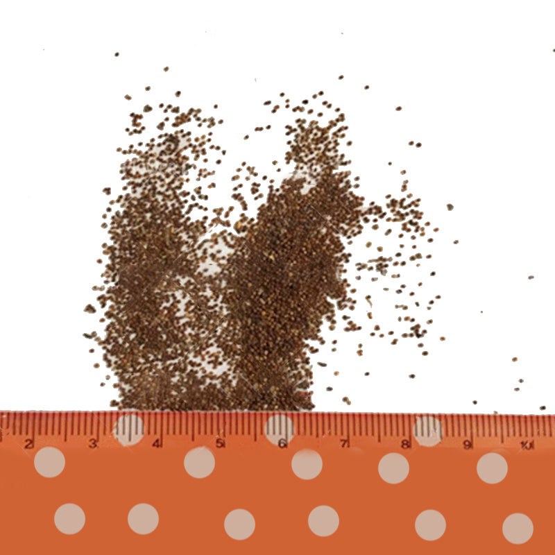 Egrow 100Pcs/Bag Petunia Seeds Petunia Plants Hanging Bonsai Mini Petunia Flowers for Home Garden