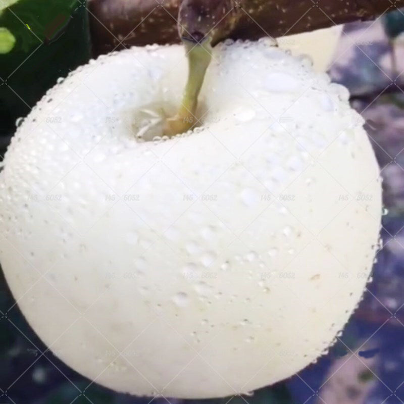 Egrow 30 Pcs/Pack Apple Seeds Rare White Apple Bonsai Fruit Tree Bonsai Apple Perennial Potted Plants DIY Home Garden Planting