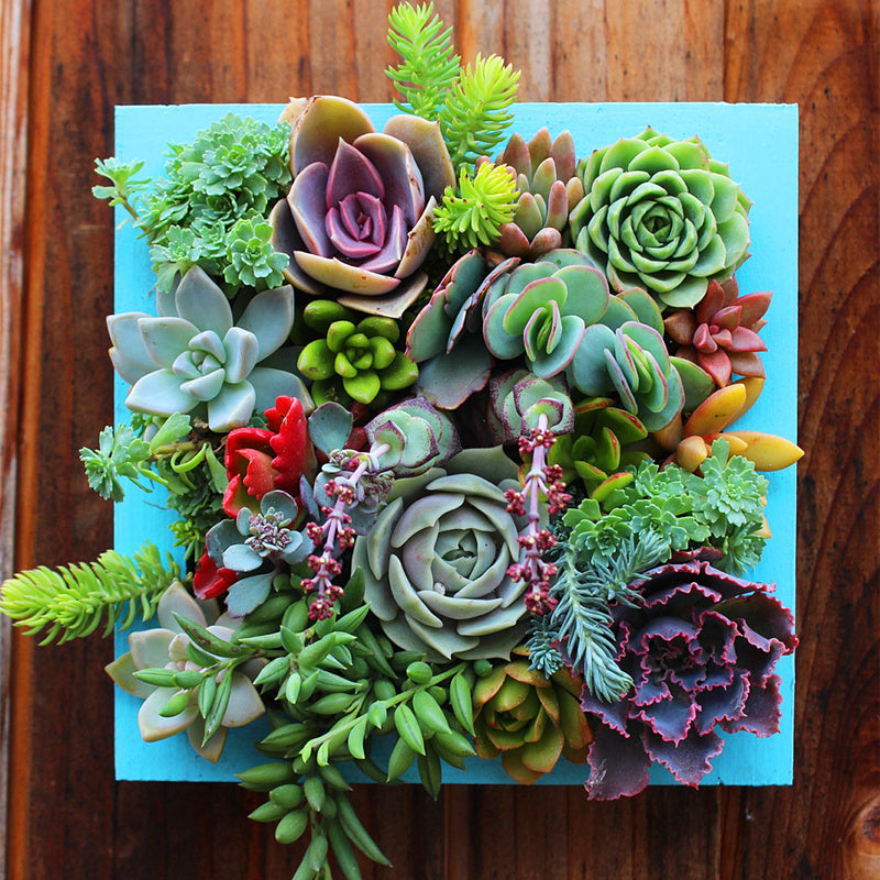 Egrow 100 pcs Mixed Lithops Seeds Rare Mini Succulent Stone Bonsai Pseudotruncatella Flowers