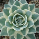 Egrow 100 Pcs/Bag Orostachys Succulents Seeds Green Cactu Seed Indoor Bonsai Flowers Plants Seeds