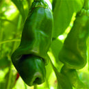 Egrow 100Pcs/Pack Chili Seeds Red Green Yellow Peppers Funny Kitchen Seasoners Plants Seeds