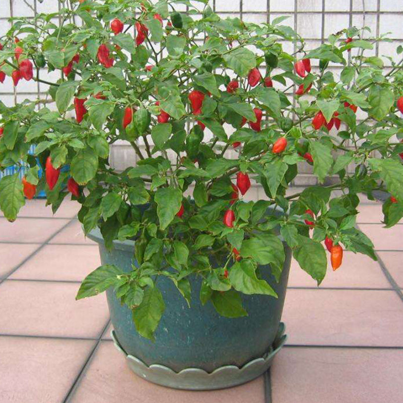 Egrow 200Pcs Indian Ghost Pepper Seeds Chili Seeds Vegetable Rare Red Carolina Pepper Seeds