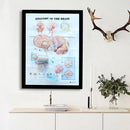 Human Anatomy of the Brain Poster Anatomical Chart Human Body Medical Education