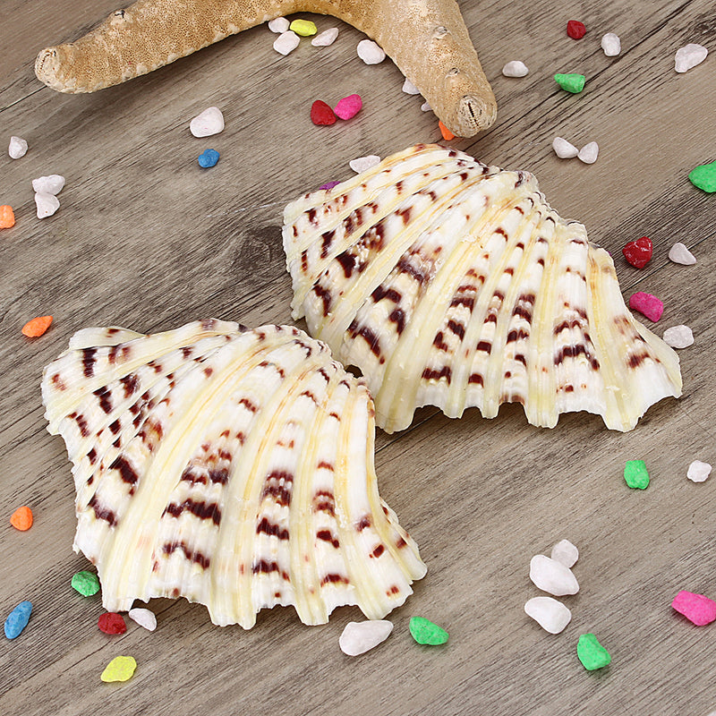 Living Room Ornaments Sea Shell Clam Tridacna Big Conch Natural 10-12CM Fish Tank Decorations