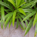 Egrow 50Pcs/Bag Fragrant Grass Seeds Annual Pandan Flower Potted Seeds Fragrant Spices DIY Seeds