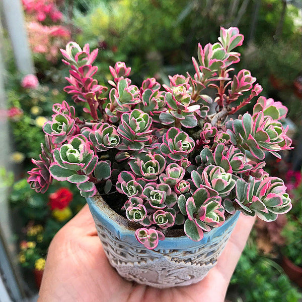 Egrow 100Pcs/Bag Lotus Succulents Seeds Mixed Rose Lithops Phedimus Plants Flowers Seed