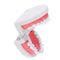 1:1 Human Dental Model Teeth Open Close Model Gingiva Visible Anatomic Demonstration Teeth Brush Flossing Teaching Medical Model