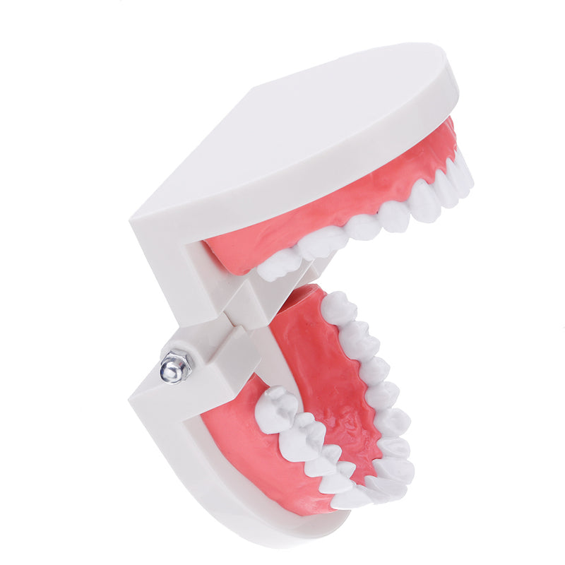 1:1 Human Dental Model Teeth Open Close Model Gingiva Visible Anatomic Demonstration Teeth Brush Flossing Teaching Medical Model