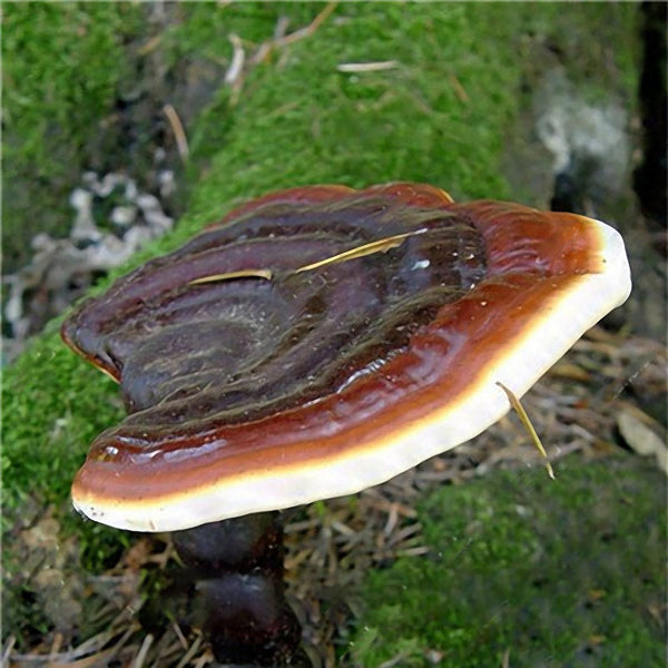 Egrow 50Pcs/Pack Lucidum Seeds Edible Health Vegetable Reishi Mushrooms Seeds Garden Farm Plants