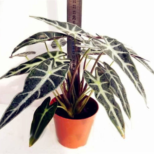 Egrow 50 Pcs/Pack Alocasia Seeds Plant Black Leaf Alocasia Bonsai Tree Indoor Ornamental Plants Home Garden Decoration