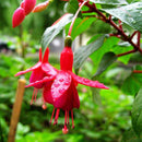 Egrow 10Pcs Gardening Abutilon Striatum Flower Seeds Bonsai Plant Home Gardening Decoration