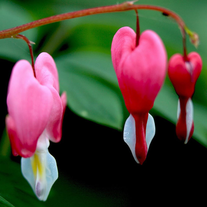 Egrow 10Pcs Dicentra Spectabilis Seeds Bleeding Heart Garden Plant Heart-Shaped Flowers