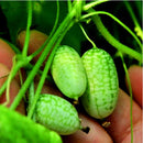 Egrow 10Pcs Super Mini Watermelon Seeds Thumb Watermelon Delicious Fruit Seeds