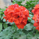 Egrow 100 Pcs/Pack Univalve Geranium Seeds Perennial Flower Pelargonium Seeds for Indoor Room