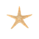 20Pcs Mini Starfish Sea Star Shell Landscape Beach Wedding DIY Crafts Making Decorations