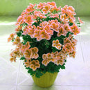 Egrow 100 PCS Geranium Seed Garden Potted Flower Seeds Pelargonium Plant Bonsai Outdoor Flower Seeds