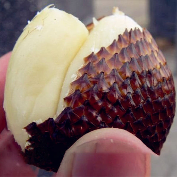 Egrow 100 Pcs/Pack Gandaria Seeds Snake Fruit Bonsai Healthy And Delicious Fruit Plant Rare Garden Semi Frutta Semente
