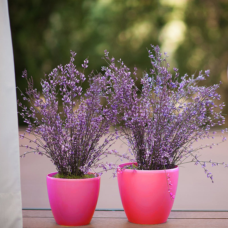 Automatic Irrigation Plant Flower Pots Round 0.3L Water Capacity 1.3L Soil Load Pot