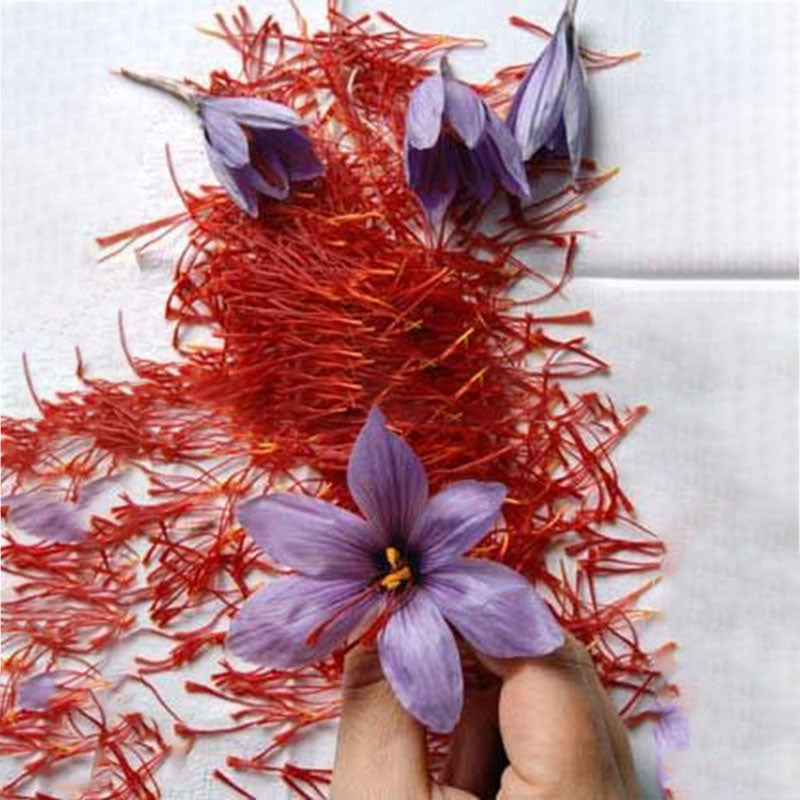 Egrow 1000Pcs/Pack Saffron Seeds Outdoor Flower Bonsai Iran Saffron Potted Plant For Home Garden Planting